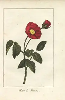 Mlleprudhomme Prints: Scarlet Provence rose, Rosa gallica