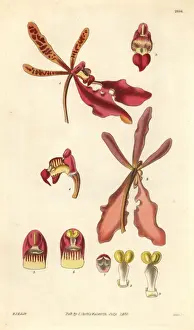 Scarlet renanthera orchid, Renanthera coccinea