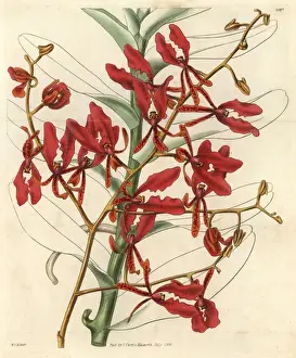 Coccinea Prints: Scarlet renanthera orchid, Renanthera coccinea