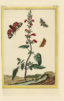 Sage Prints: Scarlet sage, Salvia splendens
