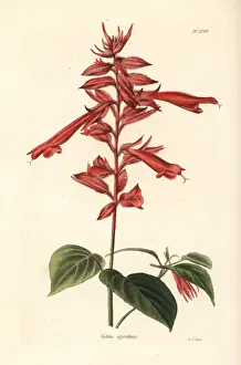 Scarlet sage, Salvia splendens