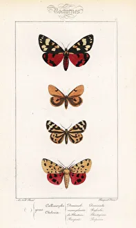 Alexis Collection: Scarlet tiger, clouded buff, wood tiger