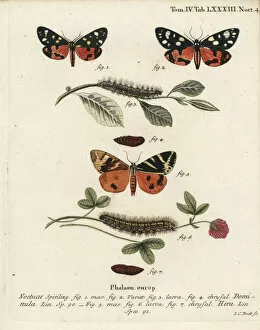 Eugenius Collection: Scarlet tiger moth and Jersey tiger moth