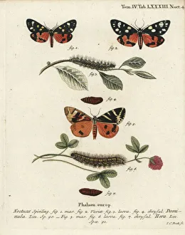 Christoph Collection: Scarlet tiger moth and Jersey tiger moth