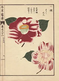 Honzo Prints: Scarlet and white camellias, Imadegawa