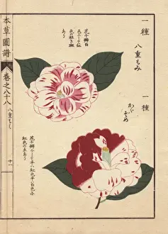 Honzo Prints: Scarlet and white camellias, Yahemomiji