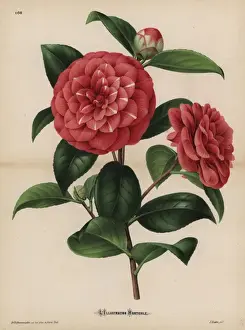 Camellia Prints: Scarlet and white striped camellia, Thea japonica