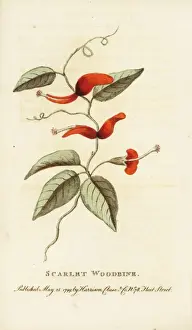 Newsouthwales Prints: Scarlet woodbine of New South Wales, Lonicera species