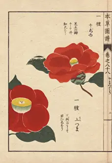 Scarlet and yellow Japanese camellias, Senjyu