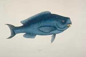 Bump Collection: Scarus coeruleus, blue parrotfish