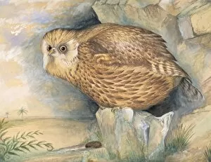 New Zealand Collection: Sceloglaux albifacies, laughing owl