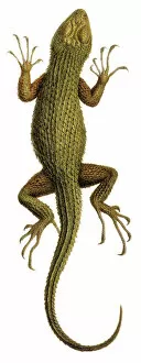 Lepidosauria Gallery: Sceloporus asper, spiny lizard