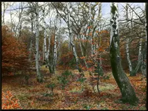 Beeches Prints: Scene in an autumn forest