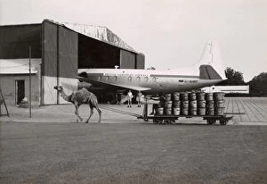 Hangar Gallery: Scene with camel and plane at Khartoum Airport, Sudan