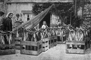 Images Dated 28th August 2018: Scene with fish at Concarneau, Brittany, Northern France