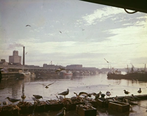 Scene in the harbour with fish and gulls, Aberdeen, Scotland Scene in the harbour with fish and gulls, Aberdeen, Scotland