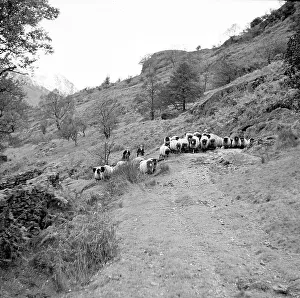 Scene of the Lake District