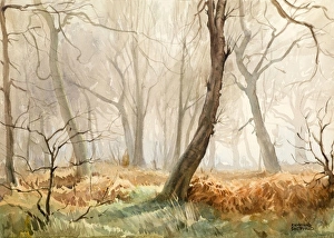 Images Dated 21st December 2011: Scene in a misty wood