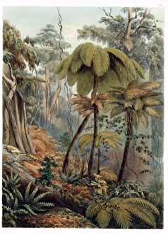 Angas Gallery: Scene in a New Zealand Forest