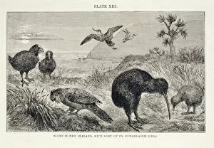 Alfred Russel Wallace Gallery: Scene in New Zealand, with some of its remarkable birds