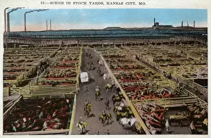 Cows Gallery: Scene in a stock Yard - Kansas City, Missouri