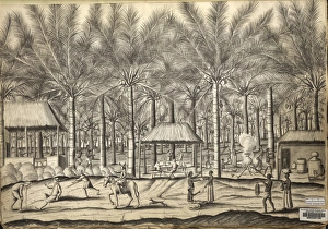 Commelinid Collection: A scene in a toddy palm plantation