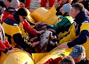Scene of whale rescue attempt, River Thames