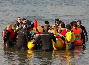 Scene of whale rescue attempt, River Thames