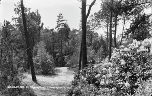 Chine Prints: Scenic Pathway in Branksome Chine