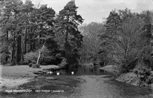 Ducks Prints: Scenic View of Brockenhurst in New Forest