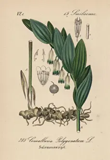Scented Solomons seal, Polygonatum odoratum