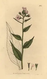 Scentless dames violet, Hesperis inodora
