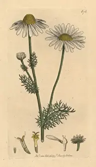 Scentless mayweed, Tripleurospermum inodorum