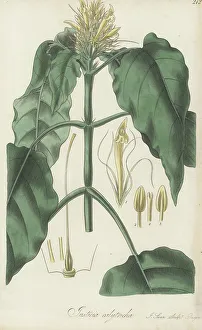 Schaueria calytricha