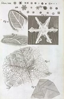 Microscopic Collection: Schem VIII from Robert Hookes Micrographia
