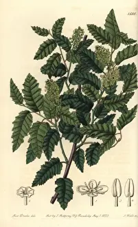 Sarahanndrake Prints: Schinus latifolia tree