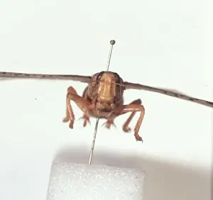 Schistocerca gregaria, desert locust