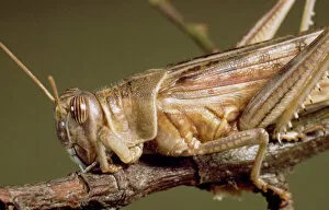Insecta Gallery: Schistocerca gregaria, desert locust