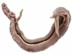 Microscope Image Gallery: Schistosoma nasale, bloodfluke