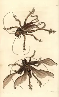 Thenaturalistsmiscellany Prints: Schizodactylus monstrosus cricket