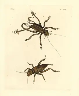 Drury Prints: Schizodactylus monstrosus and giant tobacco cricket
