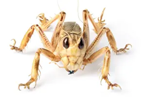 Orthoptera Prints: Schizodactylus monstrosus, monstrous dune cricket
