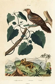 Guerin Meneville Collection: Schizodactylus monstrosus, oilbird and guaco vine