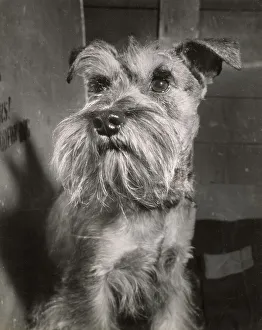 Schnautzer