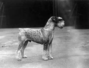 Montrose Prints: SCHNAUZER STANDING 1937