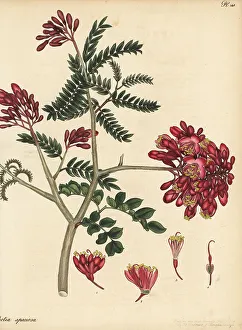 Henry Andrews Prints: Schotia afra