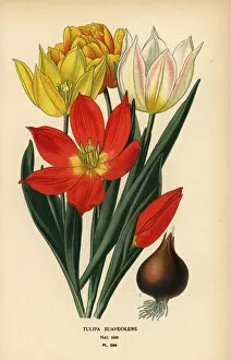 Images Dated 14th May 2019: Schrencks tulip, Tulipa suaveolens