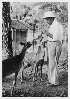 Antelope Gallery: Schweitzer / Postcard 1956