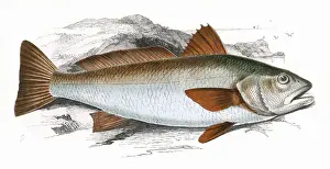 Meagre Prints: Sciaena umbra, or Shade Fish