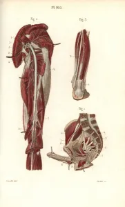 Leveille Prints: Sciatic nerve and the sacral plexus
